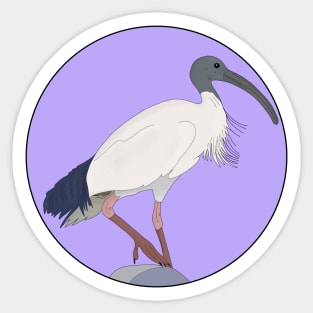 Bin Ibis Bird Sticker